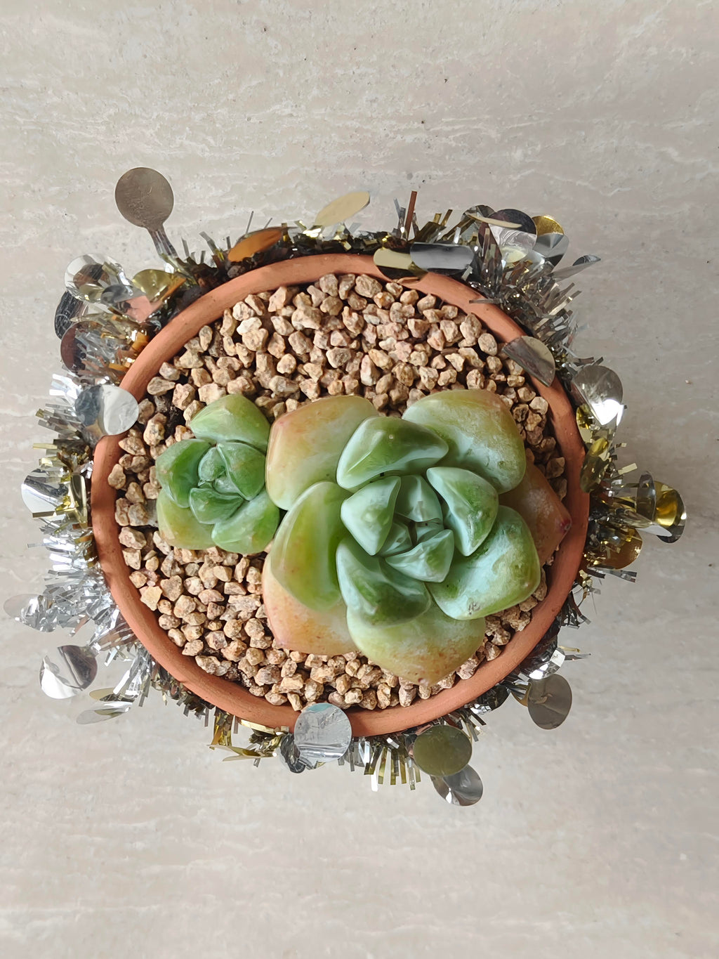 Succulent Simply Blessed Festive Terracotta (L) - Assorted Succulent - SlowBloomGreens