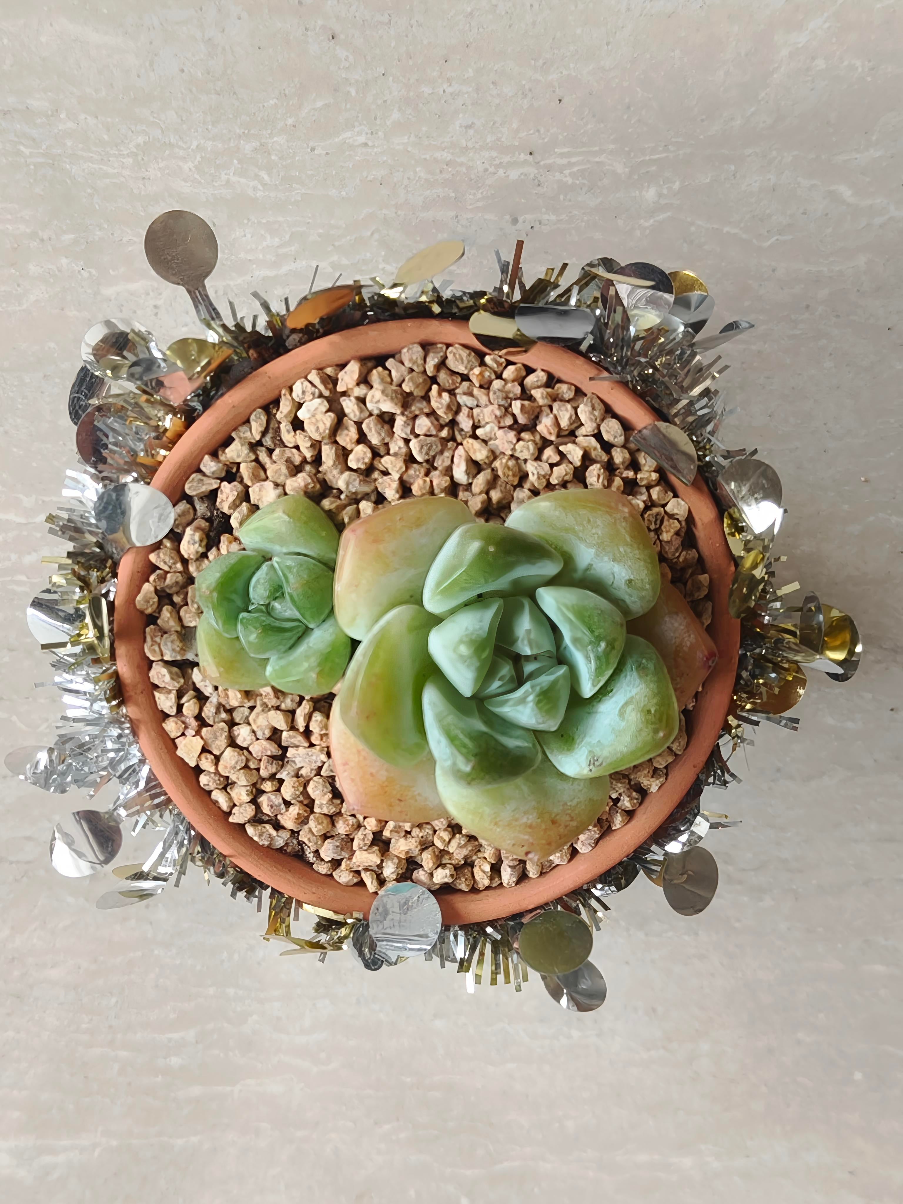 Succulent Simply Blessed Festive Terracotta (L) - Assorted Succulent - SlowBloomGreens