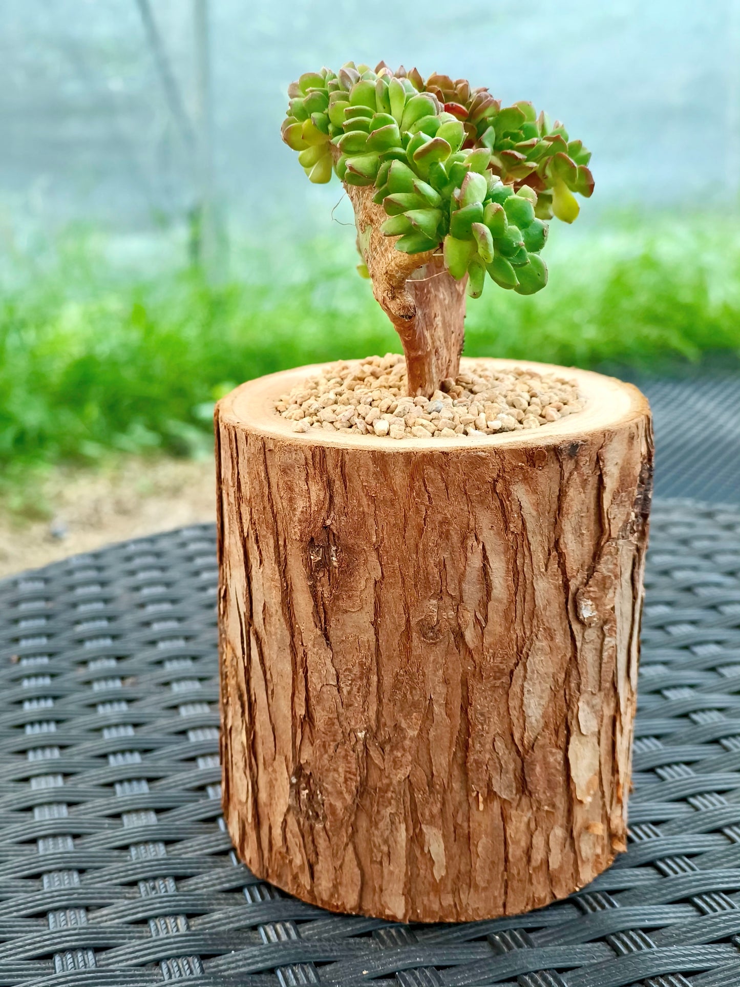 Succulent Nature Log Planter - Crested Lety's Sedeveria