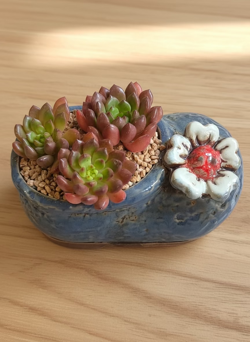 Succulent Mary Jane Charm Violet Planter - Pink Ruby