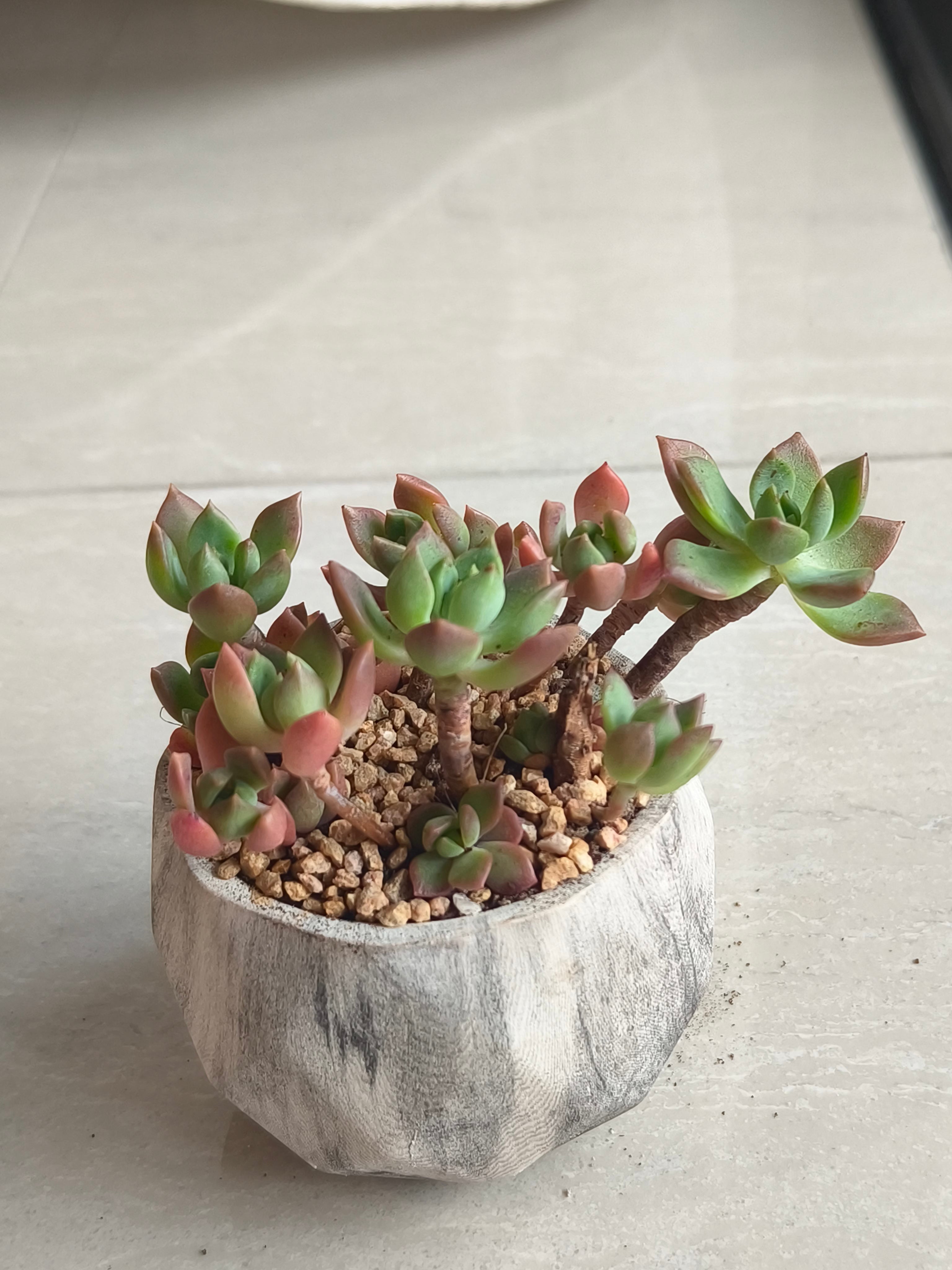 Succulent Classic Marble Grey Planter - Echeveria 'Minibelle' - SlowBloomGreens