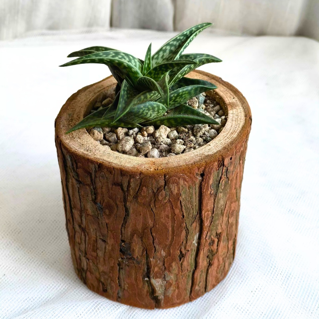 Succulent Natural Wood Aloe - Emerald