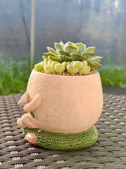 Succulent Buddies Planter - Echeveria+ 3 chubby Ice Green