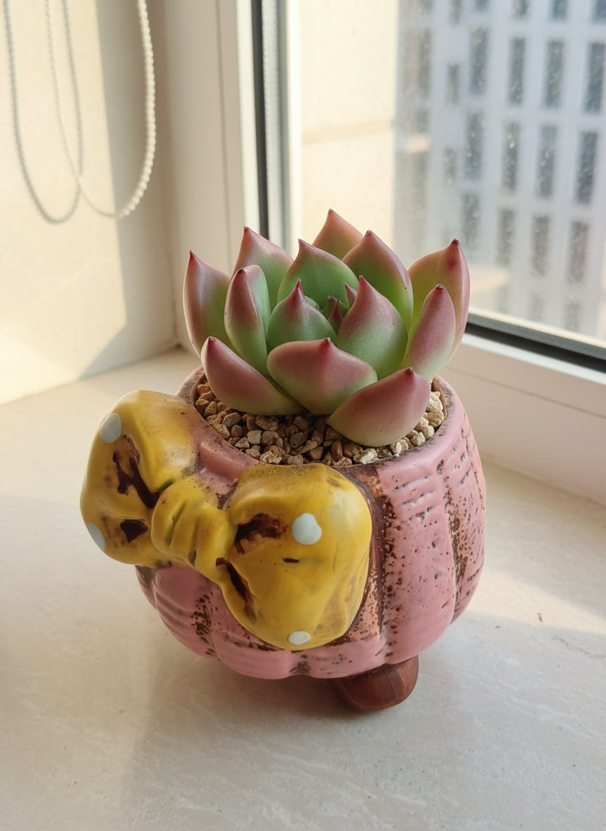 Succulent Pink Polka Dot Bow Planter – Echeveria agavoides 'Christmas Eve' - SlowBloomGreens