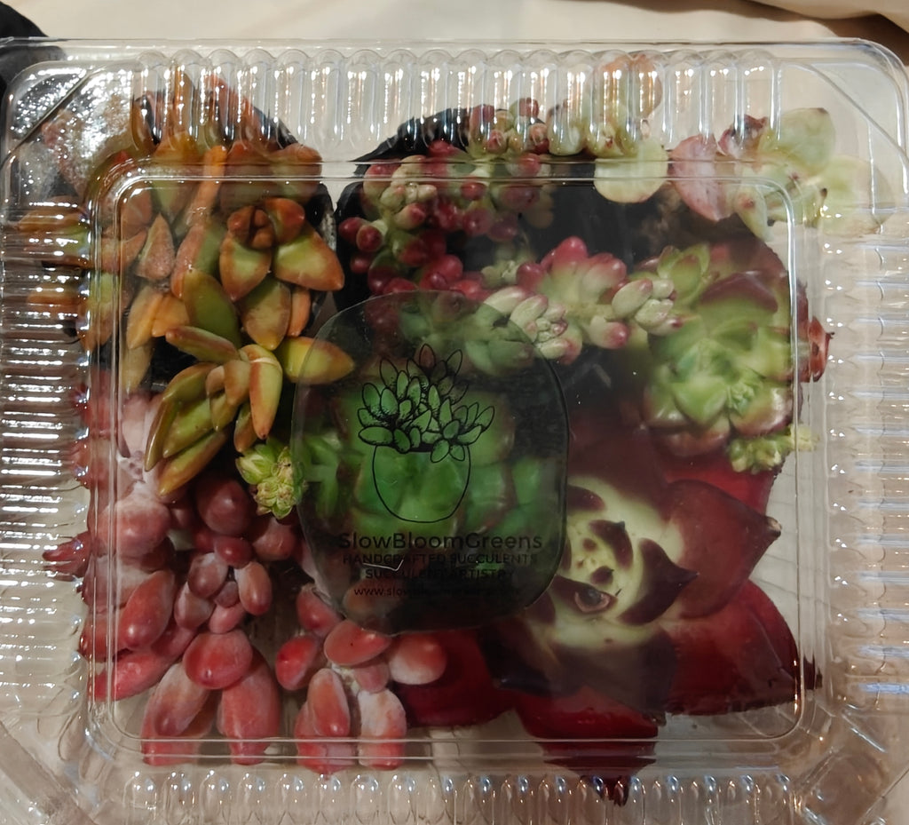 Bare Root Succulent Variety Pack – Choose 3 / 4 / 5 Types