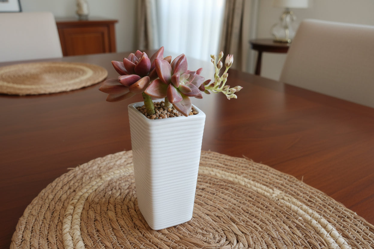 Succulent Ribbed White Planter – Graptosedum Bronze
