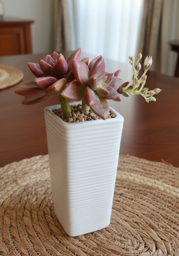Succulent Ribbed White Planter – Graptosedum Bronze