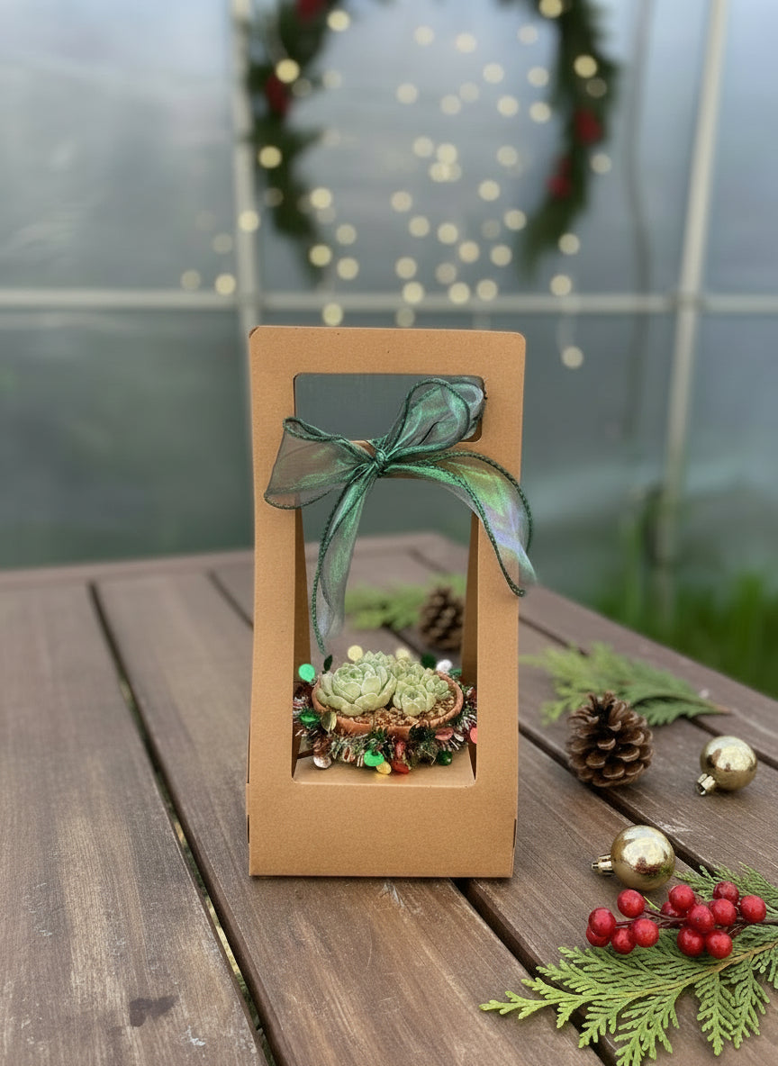 Succulent Simply Blessed Festive Terracotta (L) - Assorted Succulent - SlowBloomGreens