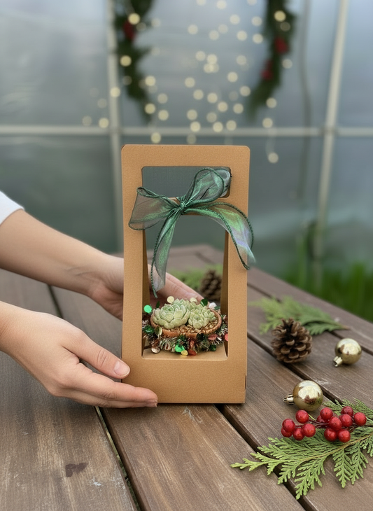 Succulent Simply Blessed Festive Terracotta (L) - Assorted Succulent