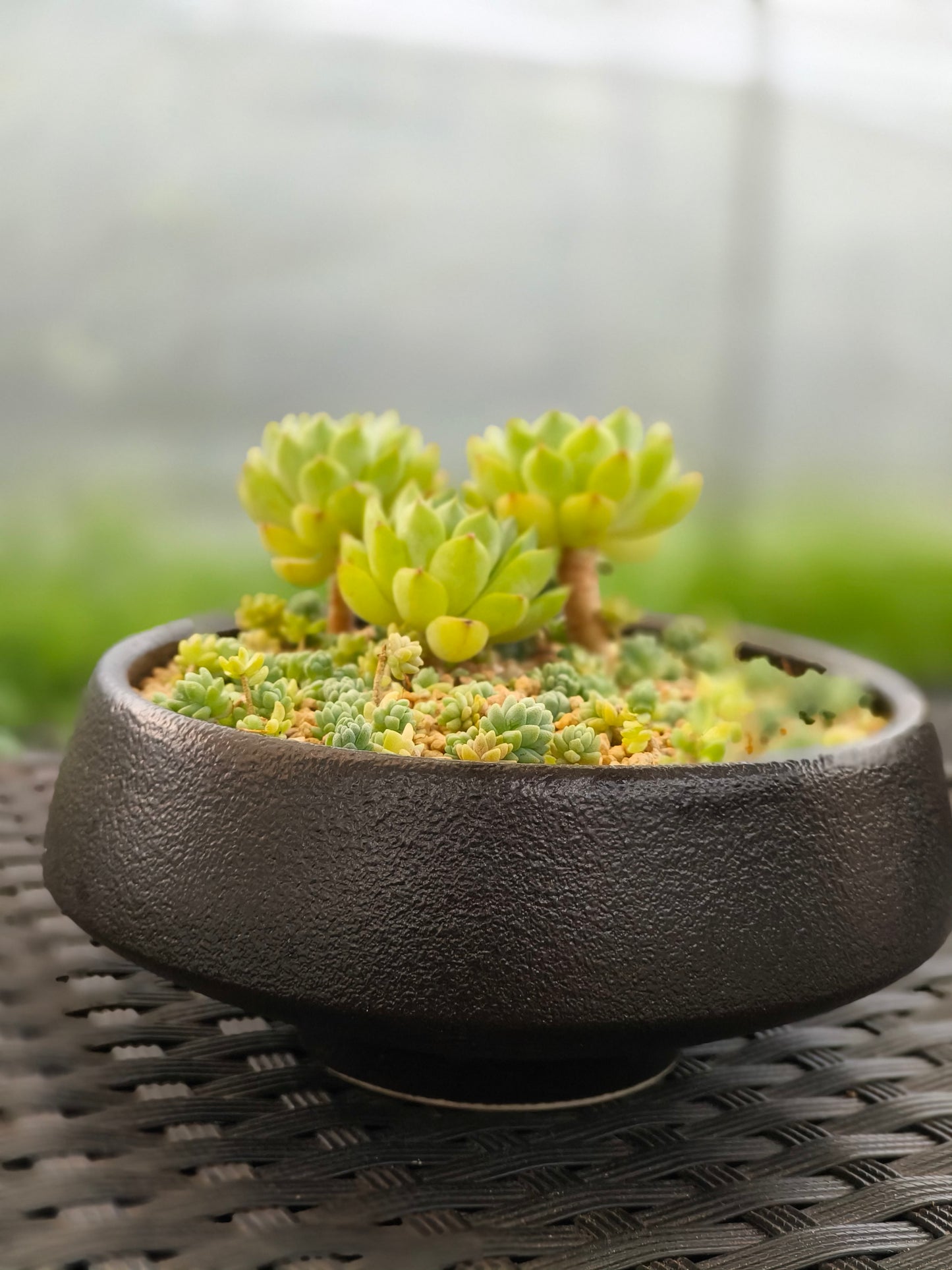 Succulent Classic Black Planter – Echeveria ‘Lime n Chili’ & Blue Tears Sedum