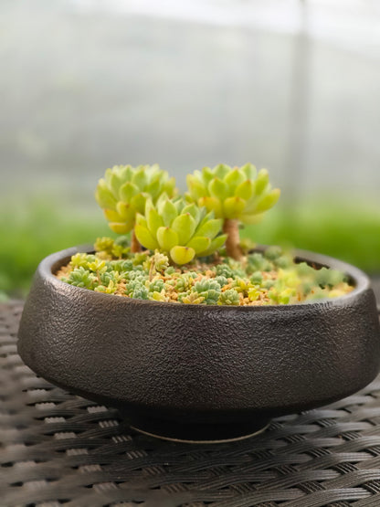Succulent Classic Black Planter – Echeveria ‘Lime n Chili’ & Blue Tears Sedum