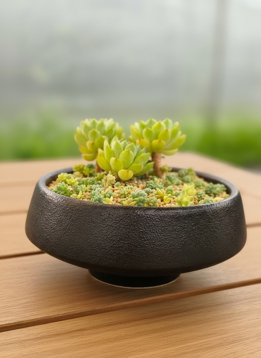 Succulent Classic Black Planter – Echeveria ‘Lime n Chili’ & Blue Tears Sedum - SlowBloomGreens