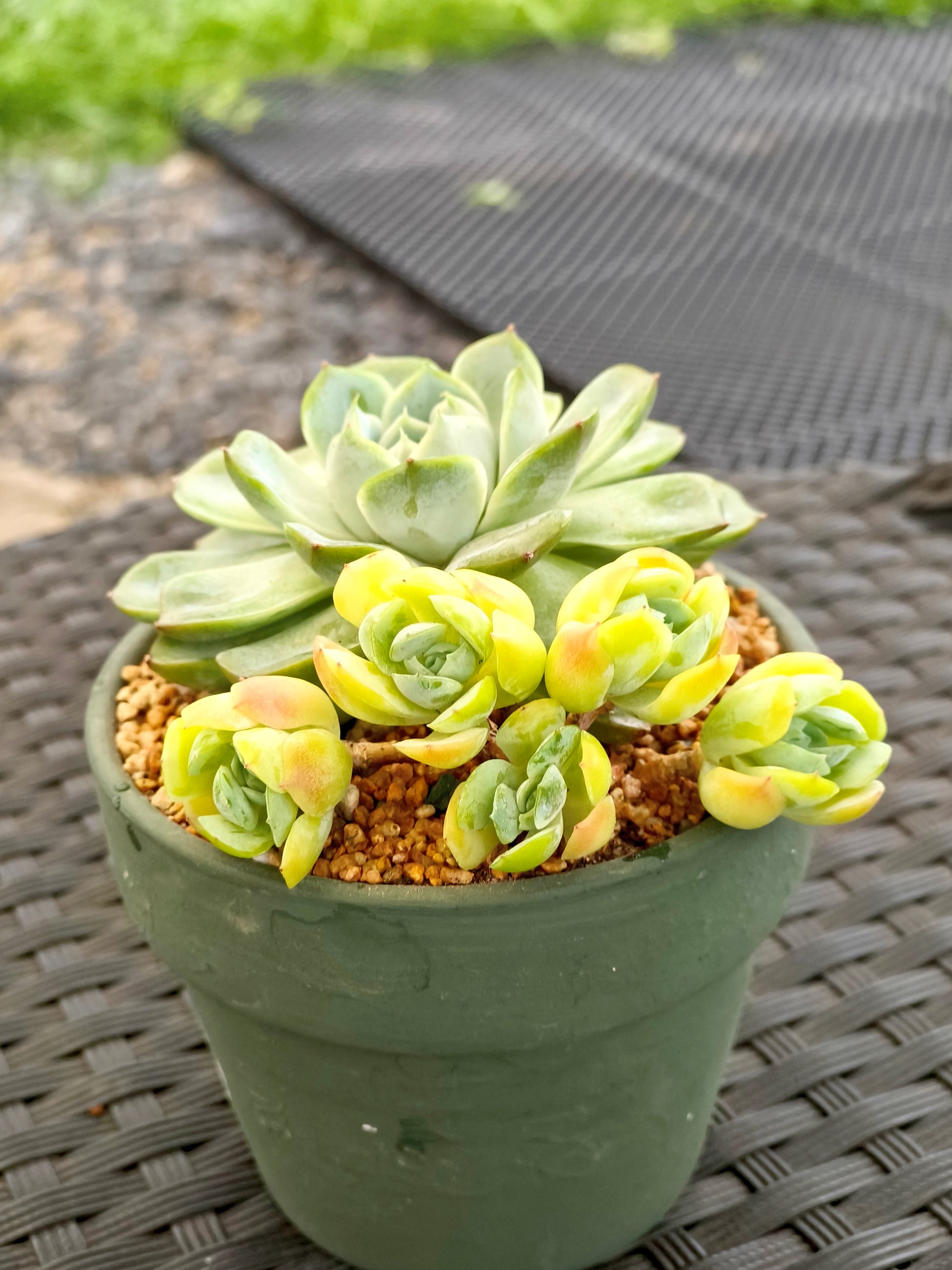 Succulent Rustica Garden Planter – Echeveria Onslow & Elegans - SlowBloomGreens