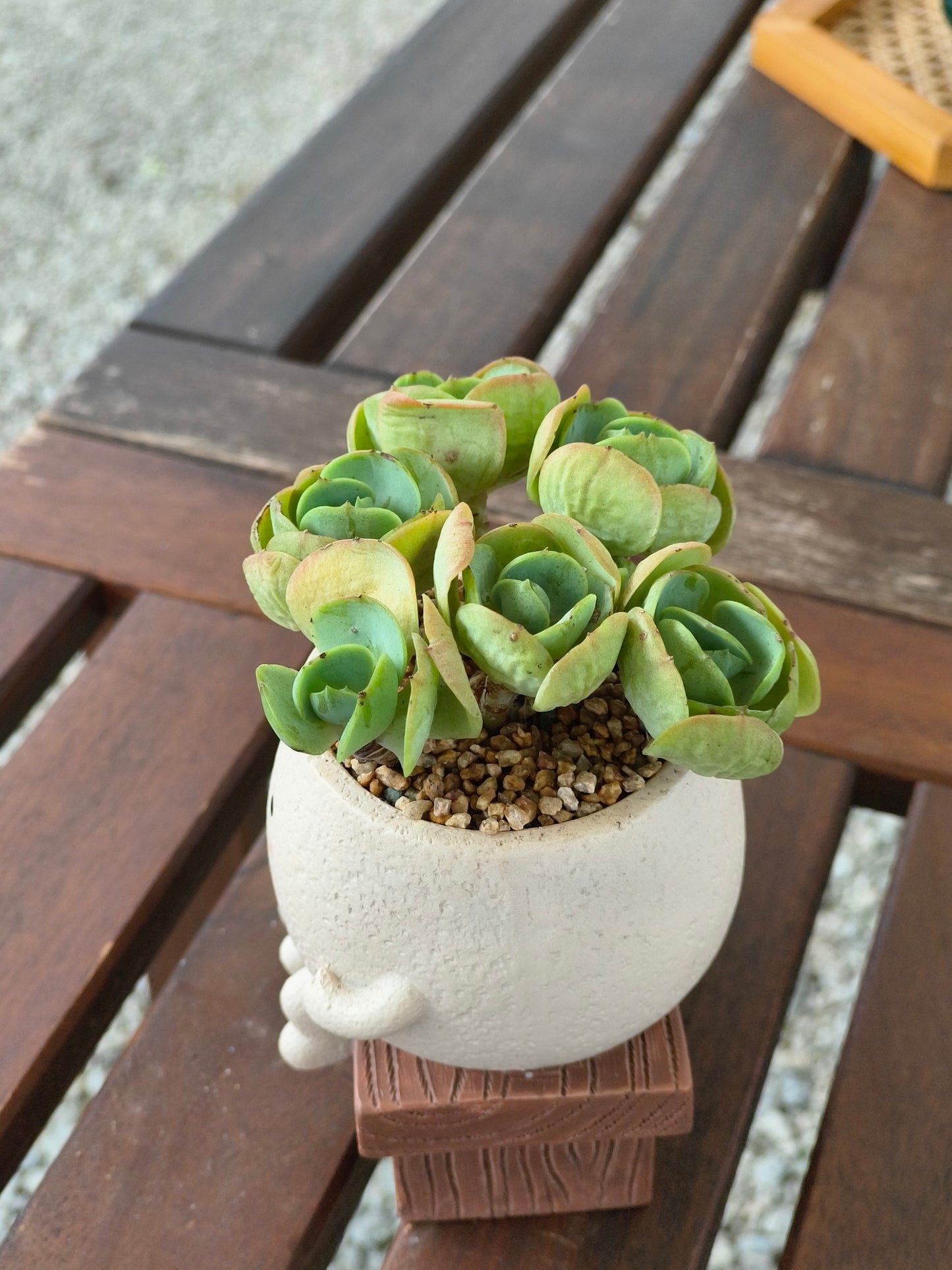 Succulent Love Note Planter 💌 with Echeveria 'Peach Pride'