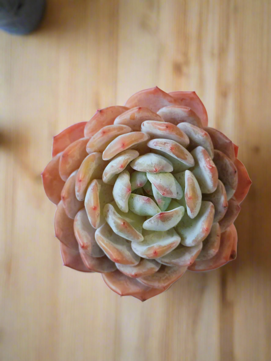 Succulent Natural Wood Pot - Echeveria Orange Monroe