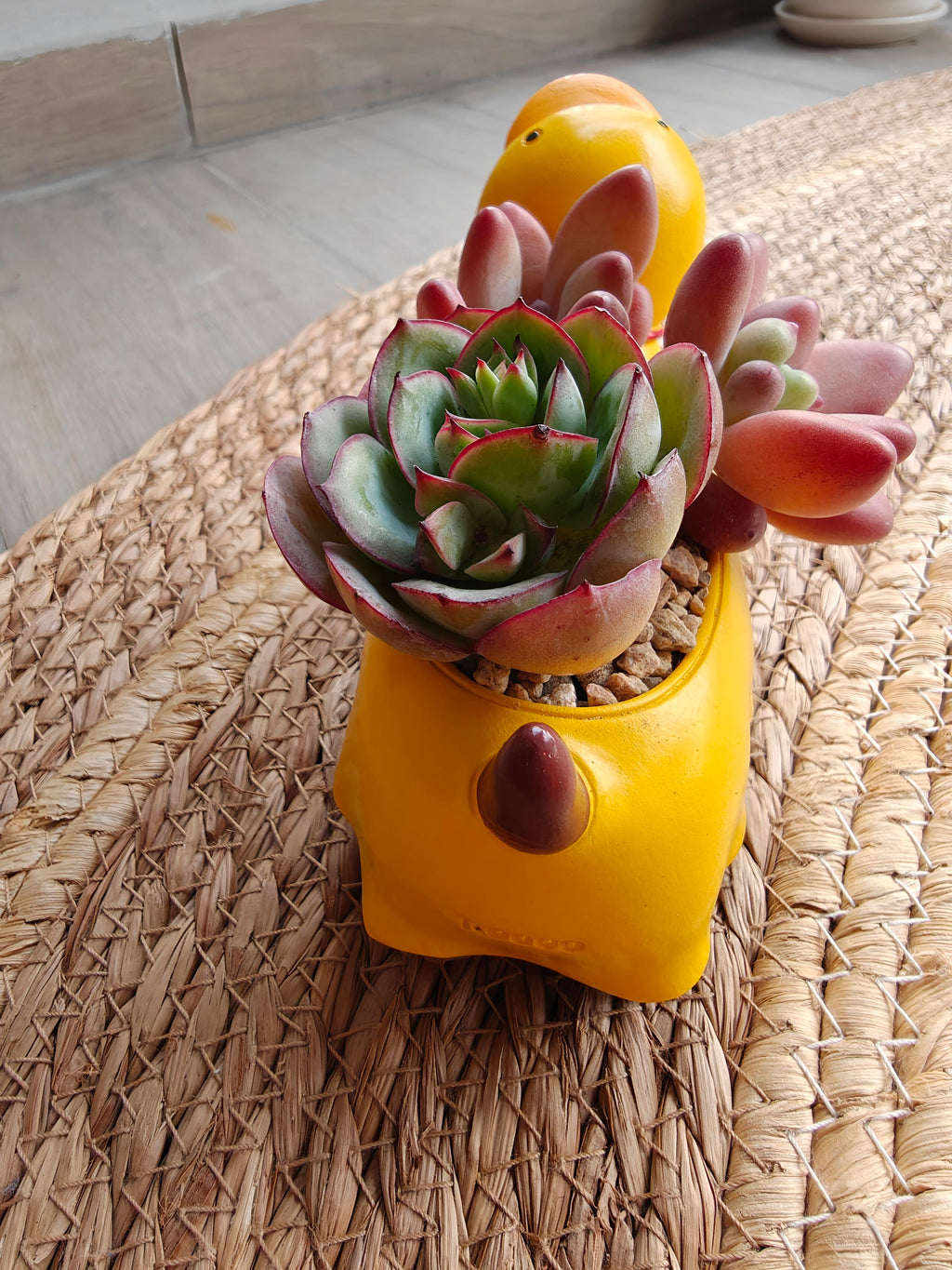 Succulent Dachshund Planter – Mixed Succulent Arrangement (Ducky Raincoat) - SlowBloomGreens