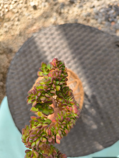 Succulent Retro Hemp Rope Vase - Sedeveria 'Letizia' crista