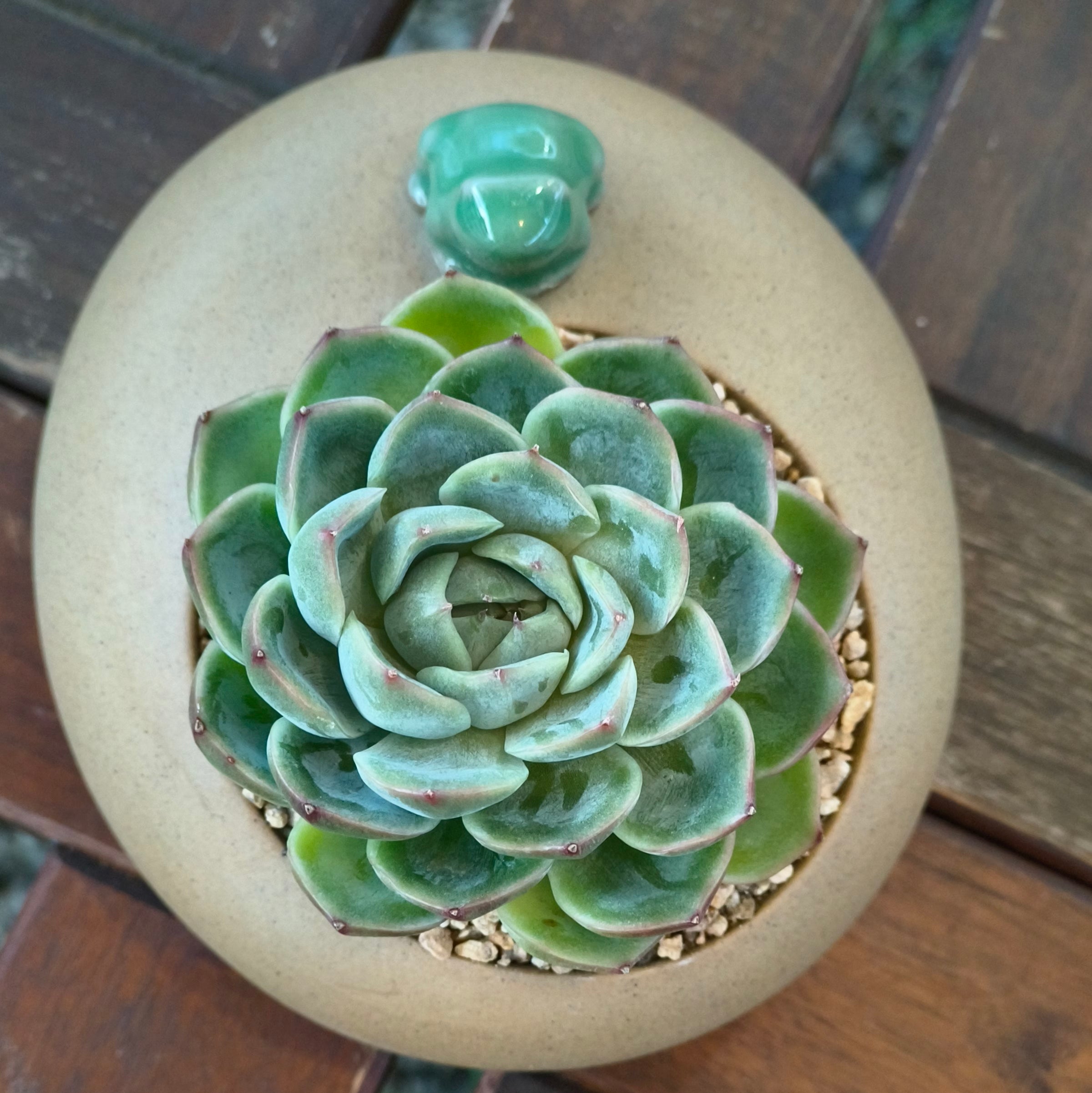 Succulent Frog Planter – Echeveria 'Onslow' - SlowBloomGreens