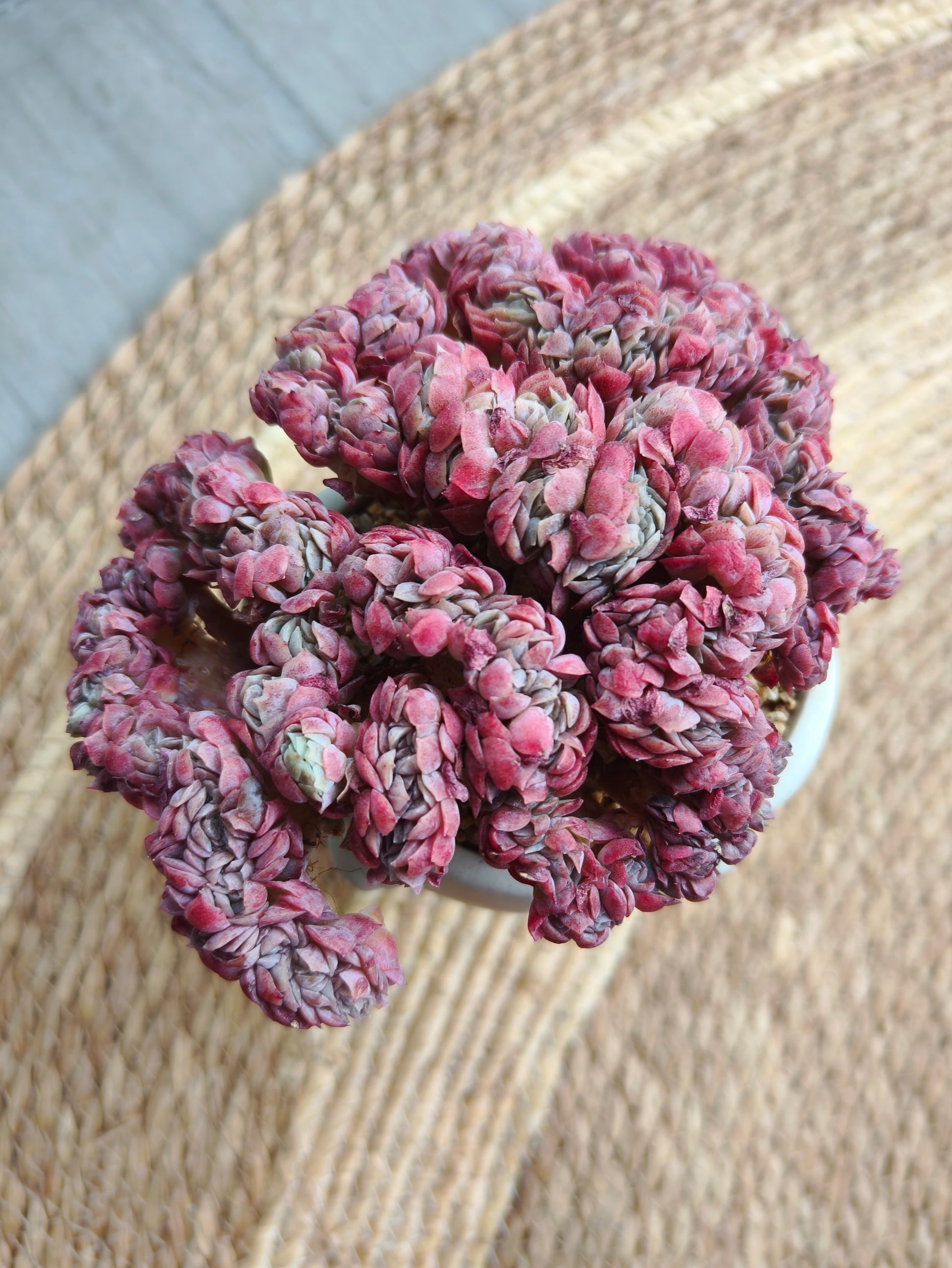 Succulent Serene Muse Face Planter – Echeveria Raspberry crested *Sales 18% - SlowBloomGreens