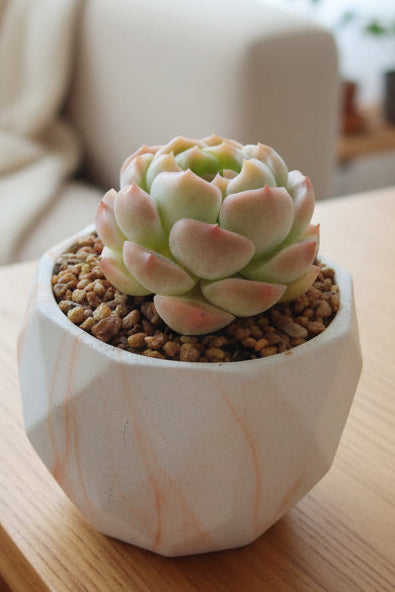 Classic Marble Orange Planter – Echeveria hybrid - SlowBloomGreens