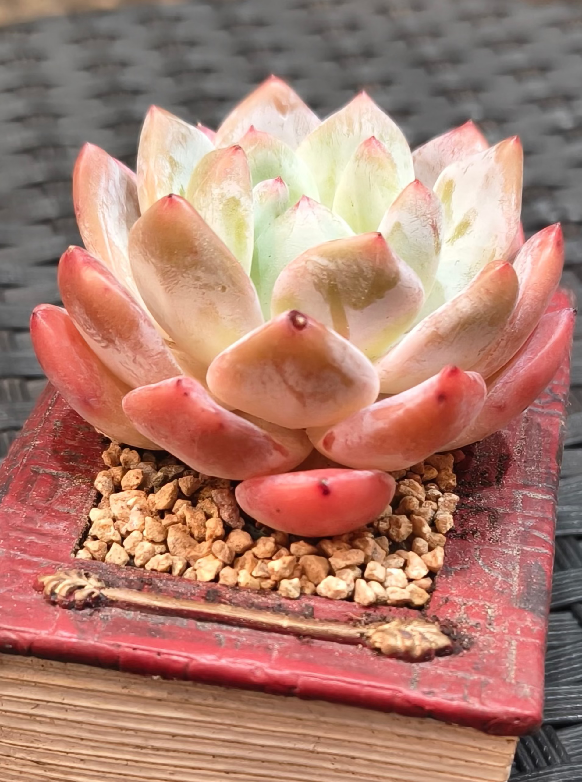 Succulent Book Nook – Echeveria Orange Monroe - SlowBloomGreens