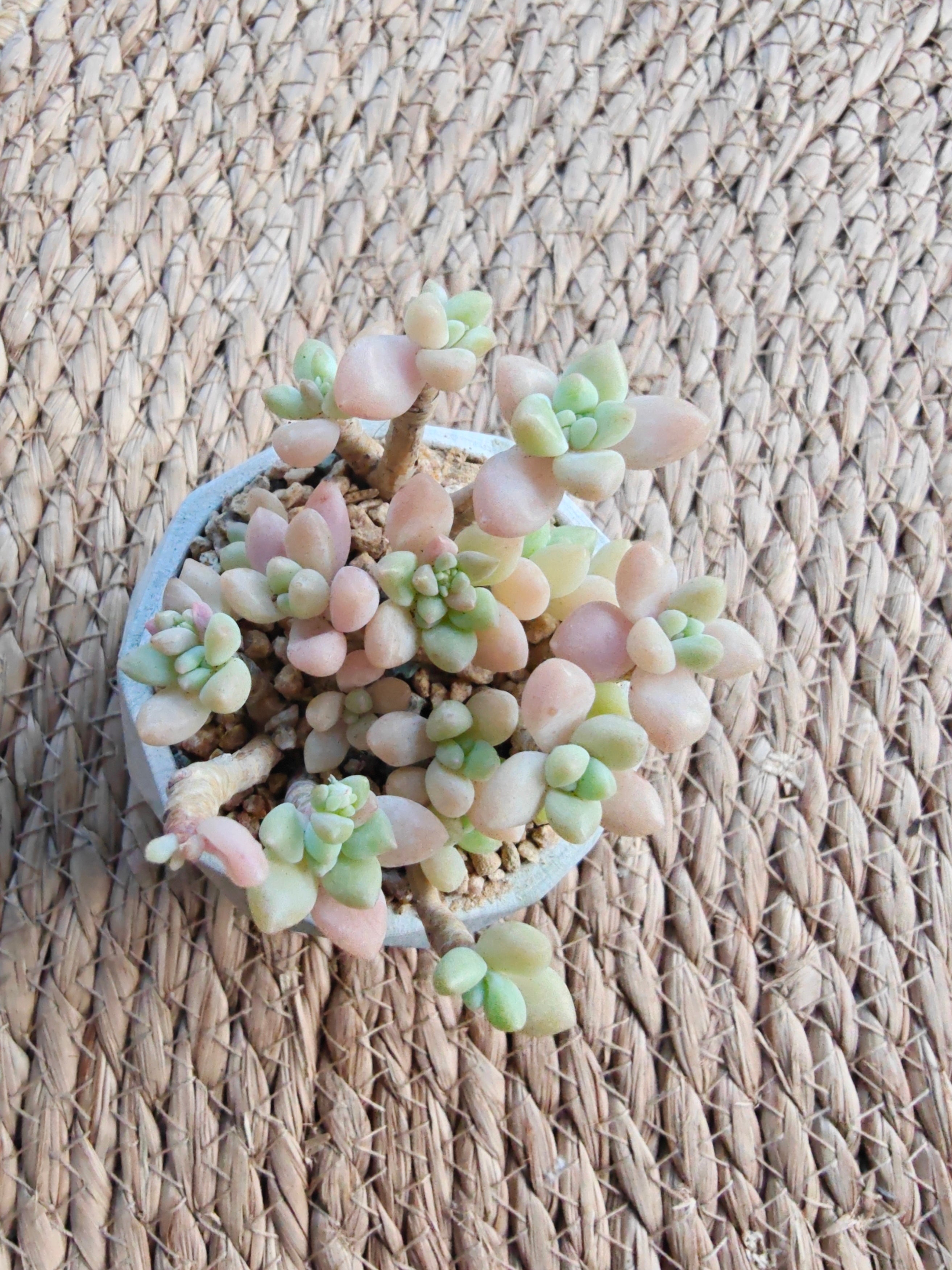 Classic Marble Green Planter – Graptopetalum 'Mirinae' - SlowBloomGreens