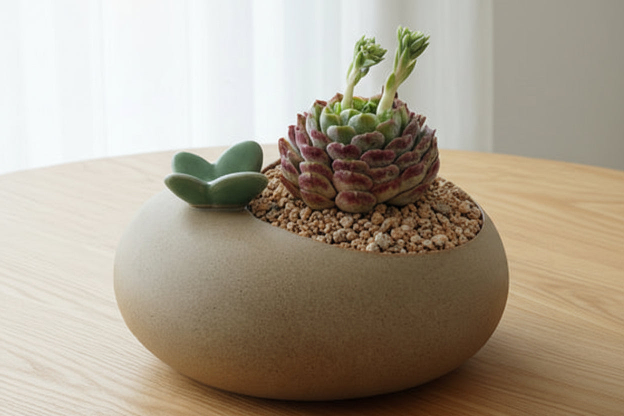 Succulent Butterfly Planter – Echeveria hybrid 'Red Hole (double blooming) - SlowBloomGreens