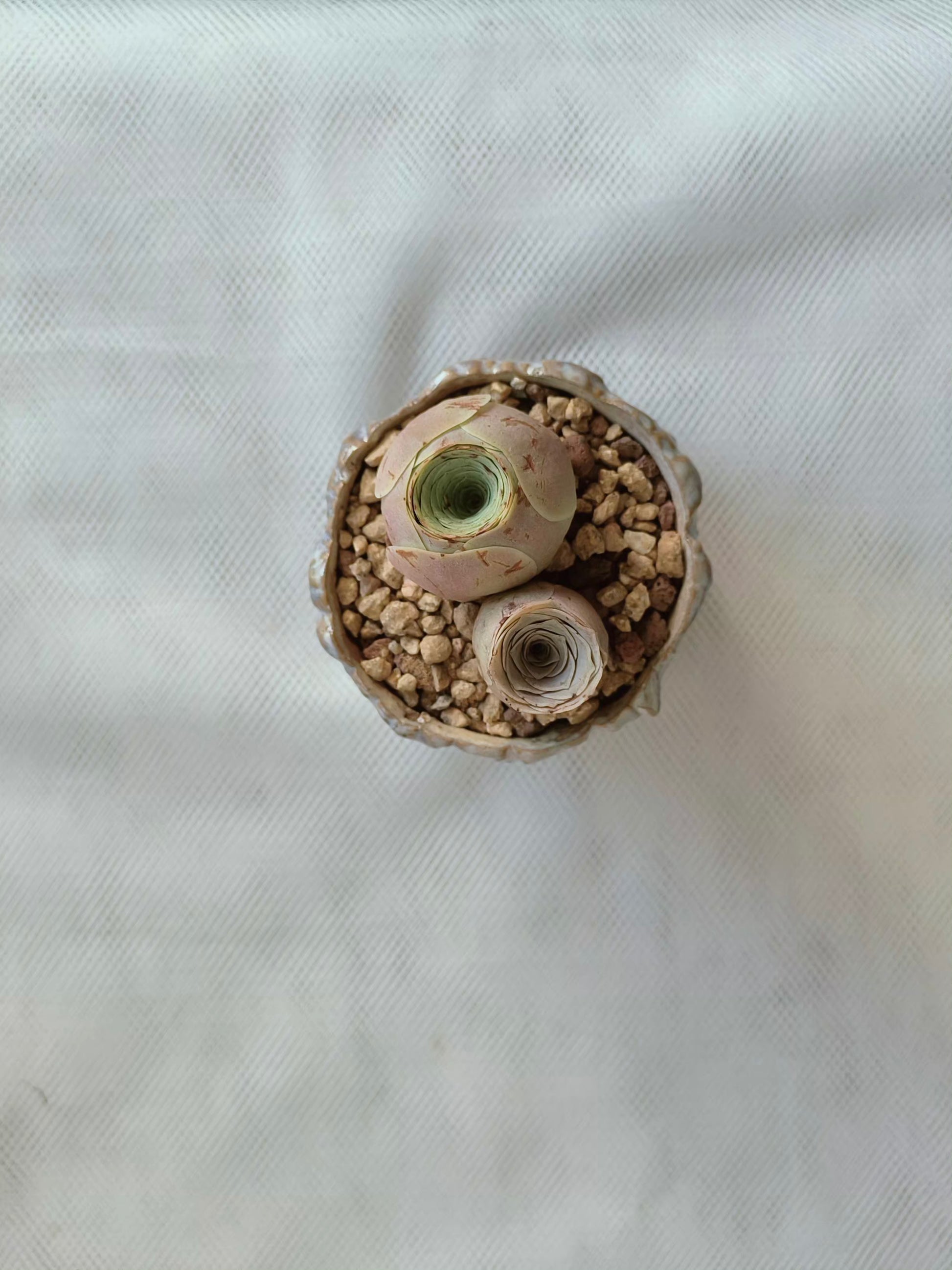 Succulent Lilac Ombre Rustic Planter – Egg Mountain Rose - SlowBloomGreens