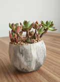 Succulent Classic Marble Grey Planter - Echeveria 'Minibelle' - SlowBloomGreens