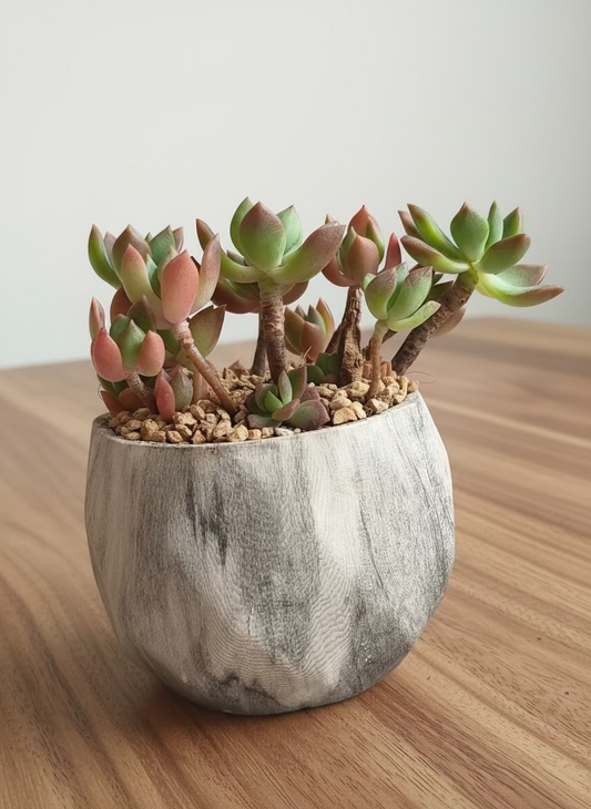 Succulent Classic Marble Grey Planter - Echeveria 'Minibelle'
