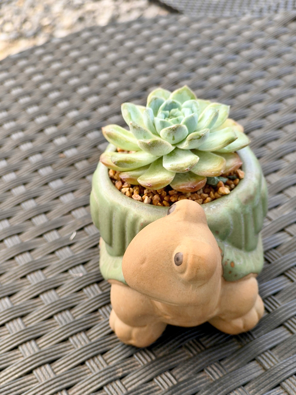 Succulent Tortoise Planter- Echeveria Ice Green - SlowBloomGreens
