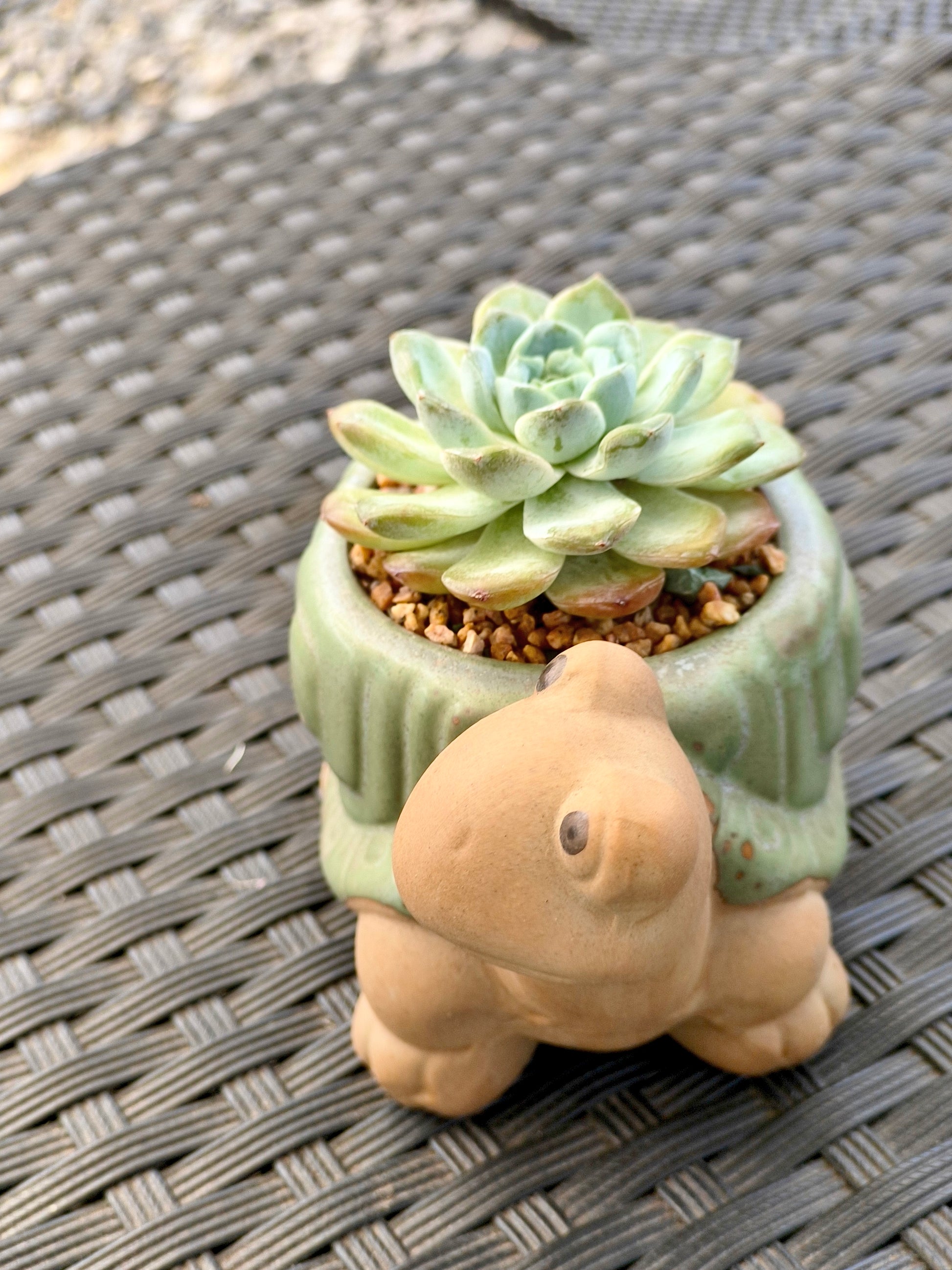 Succulent Tortoise Planter- Echeveria Ice Green - SlowBloomGreens