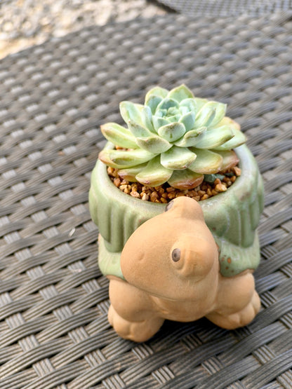 Succulent Tortoise Planter- Echeveria Ice Green - SlowBloomGreens