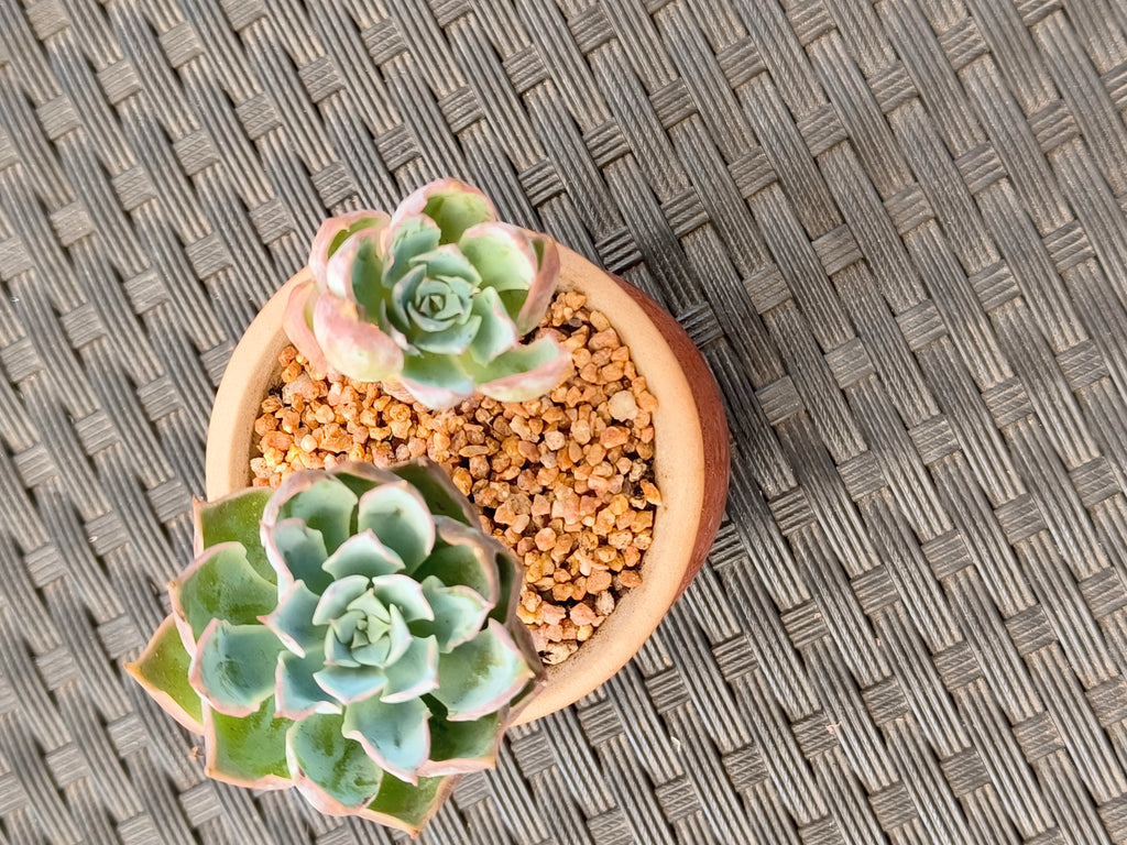 Succulent Rustica Mahogany Planter – Echeveria Peacockii - SlowBloomGreens