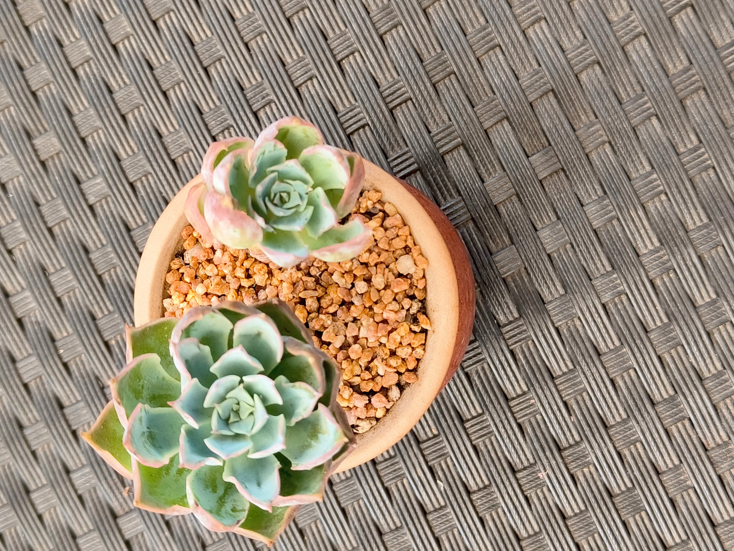 Succulent Rustica Mahogany Planter – Echeveria Peacockii - SlowBloomGreens