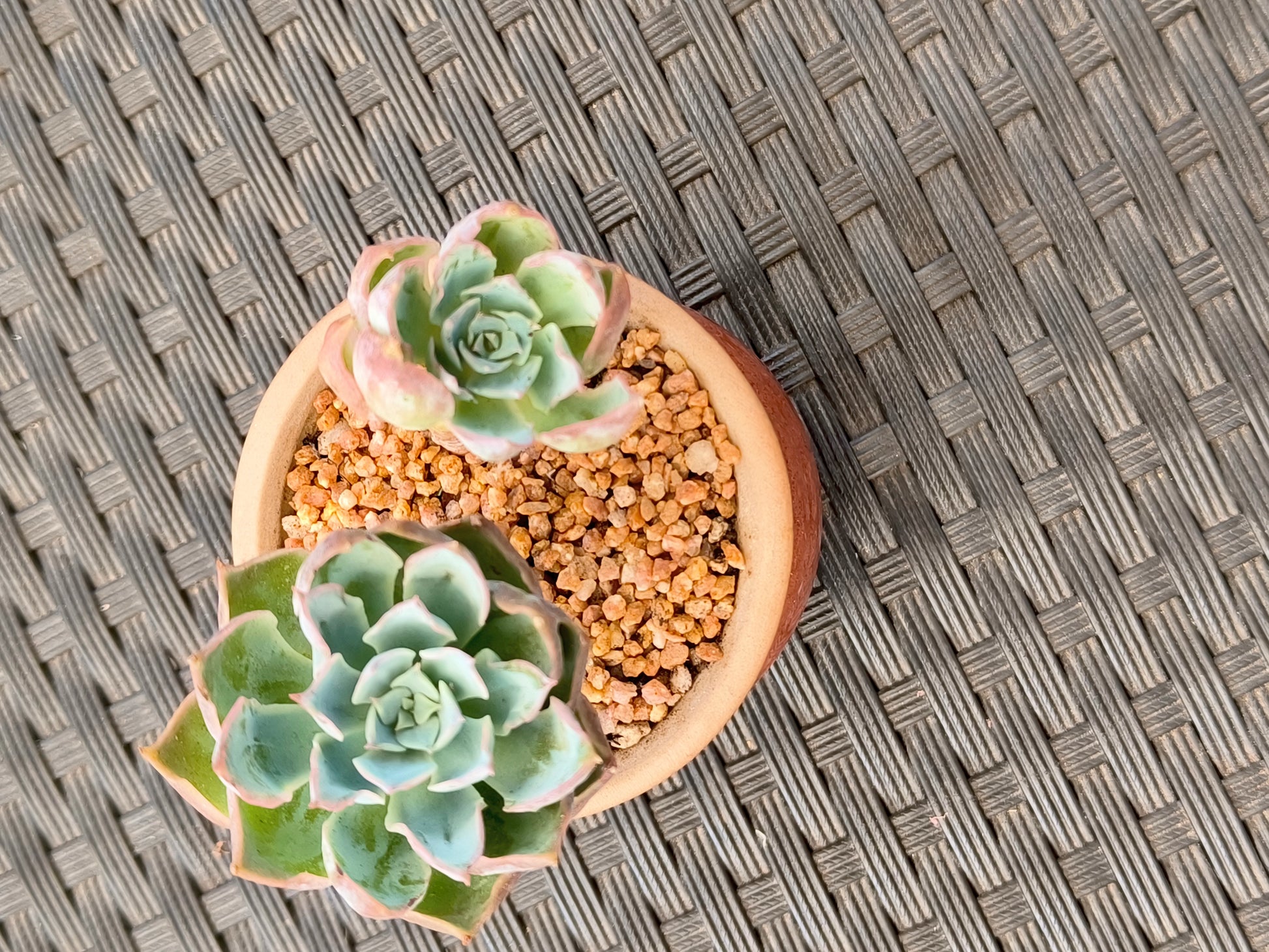 Succulent Rustica Mahogany Planter – Echeveria Peacockii - SlowBloomGreens