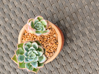 Succulent Rustica Mahogany Planter – Echeveria Peacockii - SlowBloomGreens