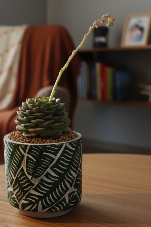 Succulent Whispering Leaves Planter – Echeveria 'Red Velvet'
