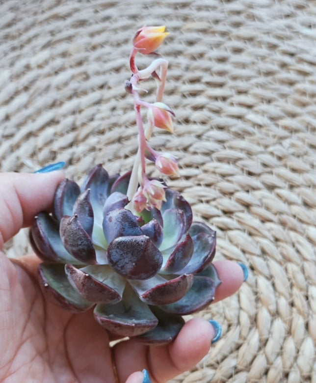 Echeveria ‘Black Prince’ – Bare Root Succulent (BP2)