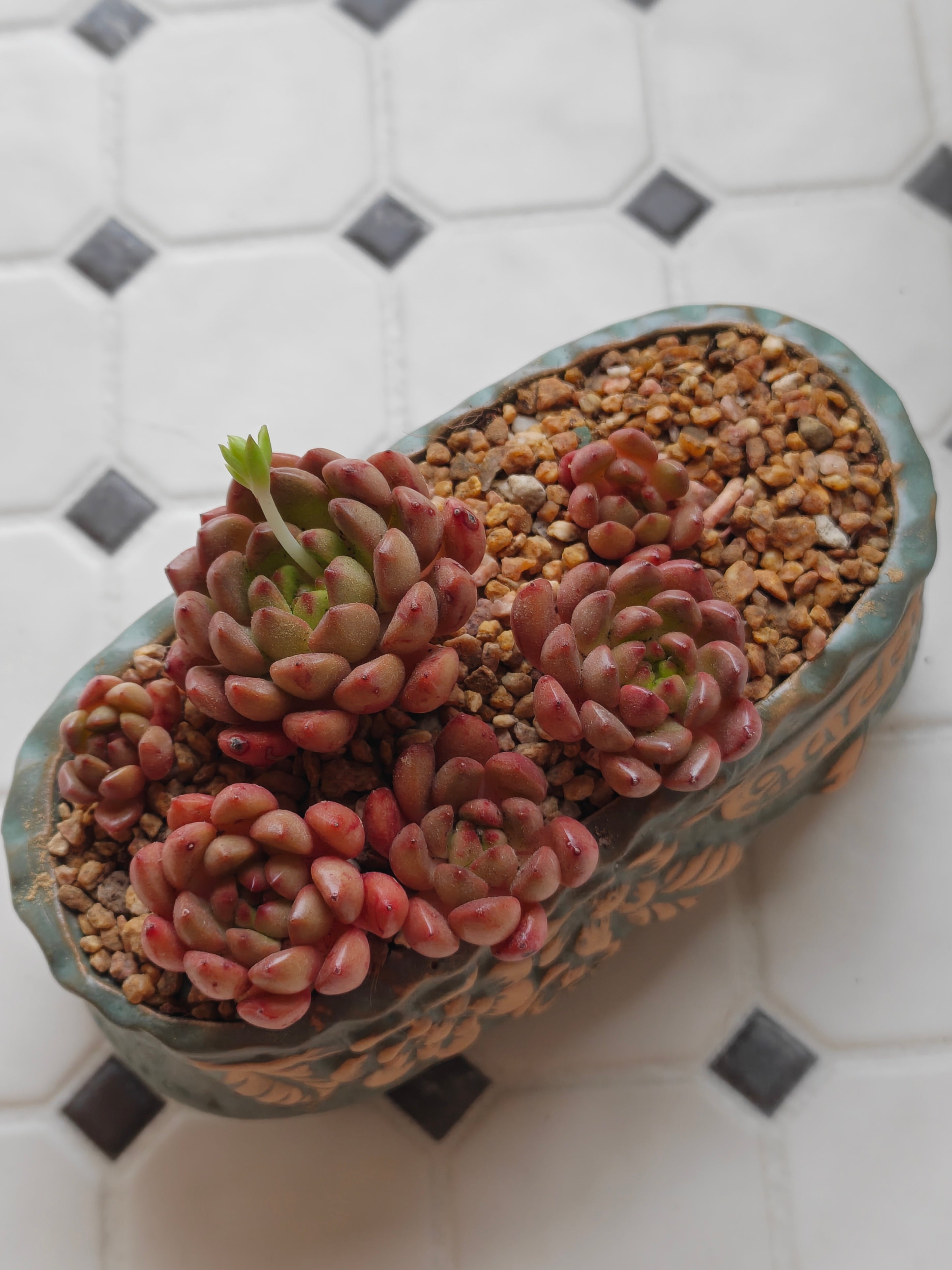 Vintage Teal Succulent Planter – Sedeveria 'Pink Ruby'