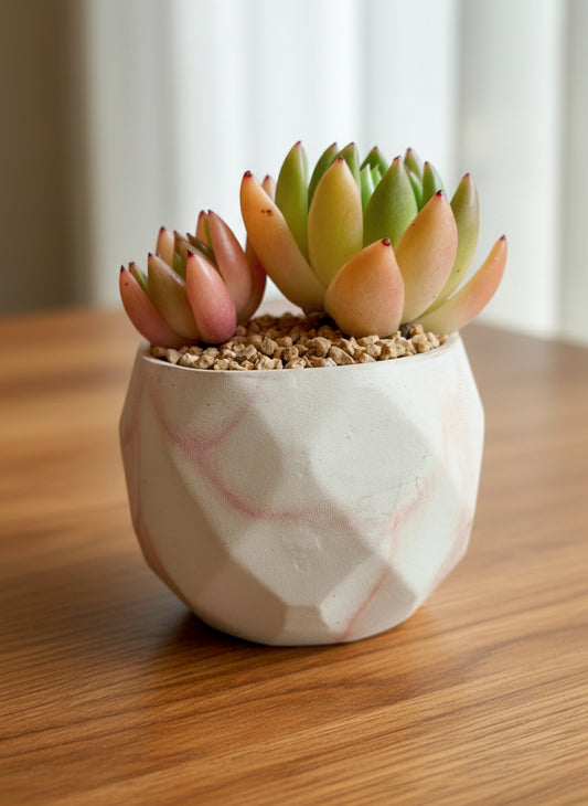 Succulent Classic Marble Orange Planter – Lipstick Echeveria