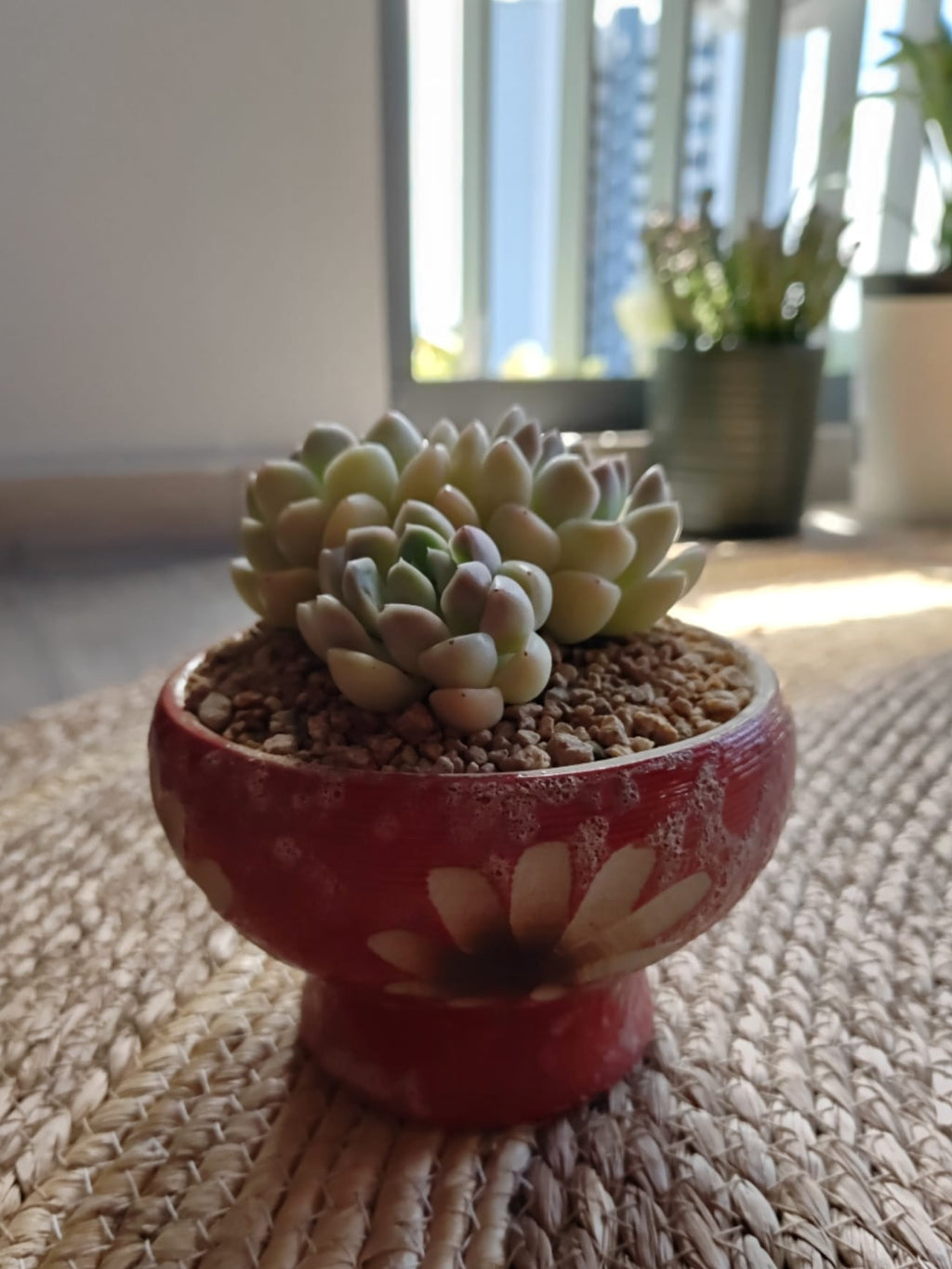 Succulent Moonlit Red Planter – Graptoveria 'Opalina' - SlowBloomGreens