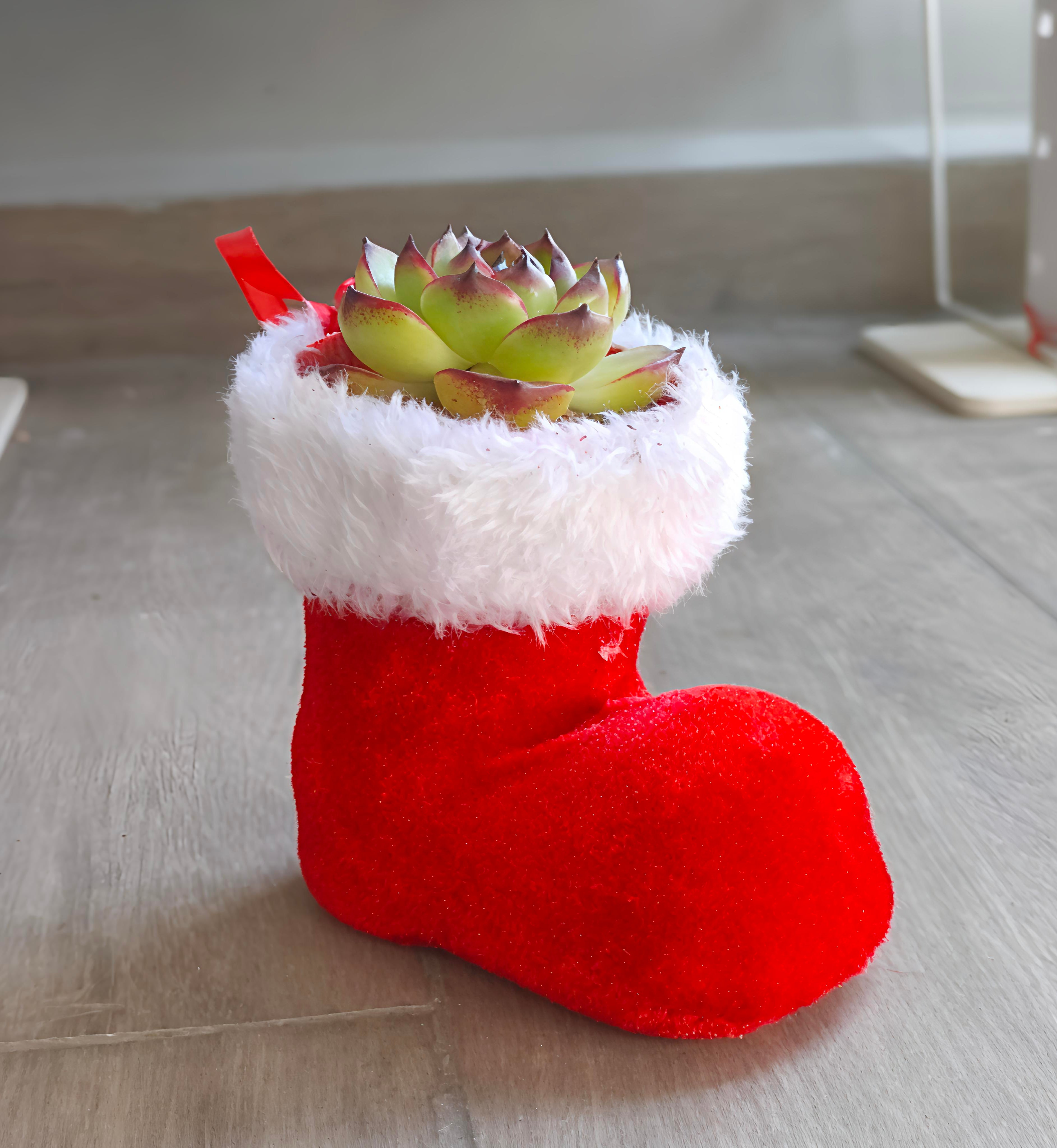 Succulent in Santa Boot | Festive Christmas Gift - Assorted Succulent - SlowBloomGreens