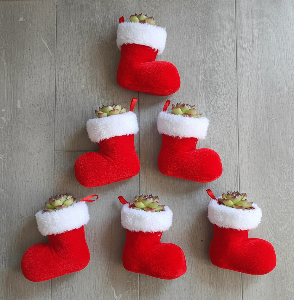 Succulent in Santa Boot | Festive Christmas Gift - Assorted Succulent - SlowBloomGreens