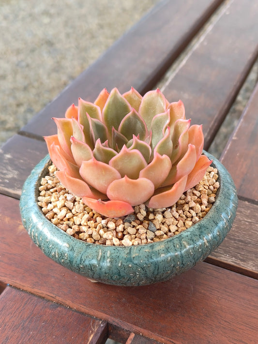 Succulent Rustica Ceramic Planter – Echeveria Brown Rose