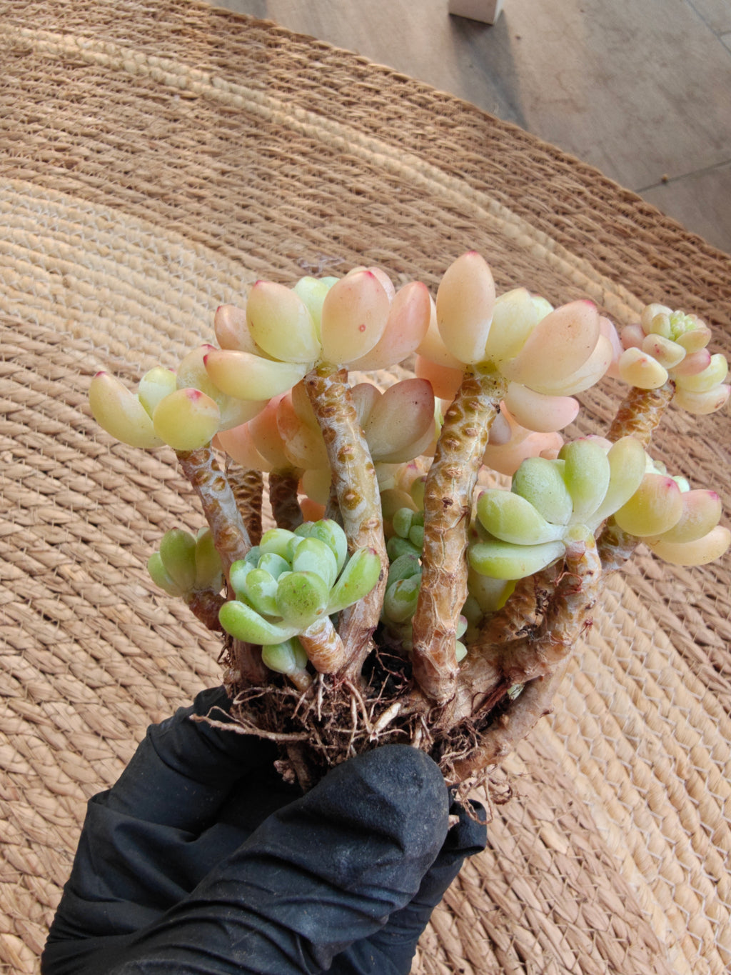 Tiscalatengo Gorge Sedum – Bare Root Succulent - SlowBloomGreens