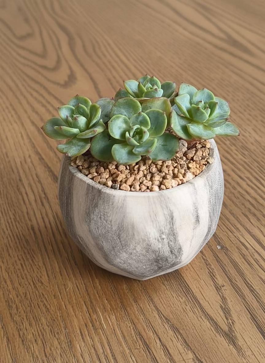 Succulent Classic Marble Grey Planter - Echeveria Elegans - SlowBloomGreens