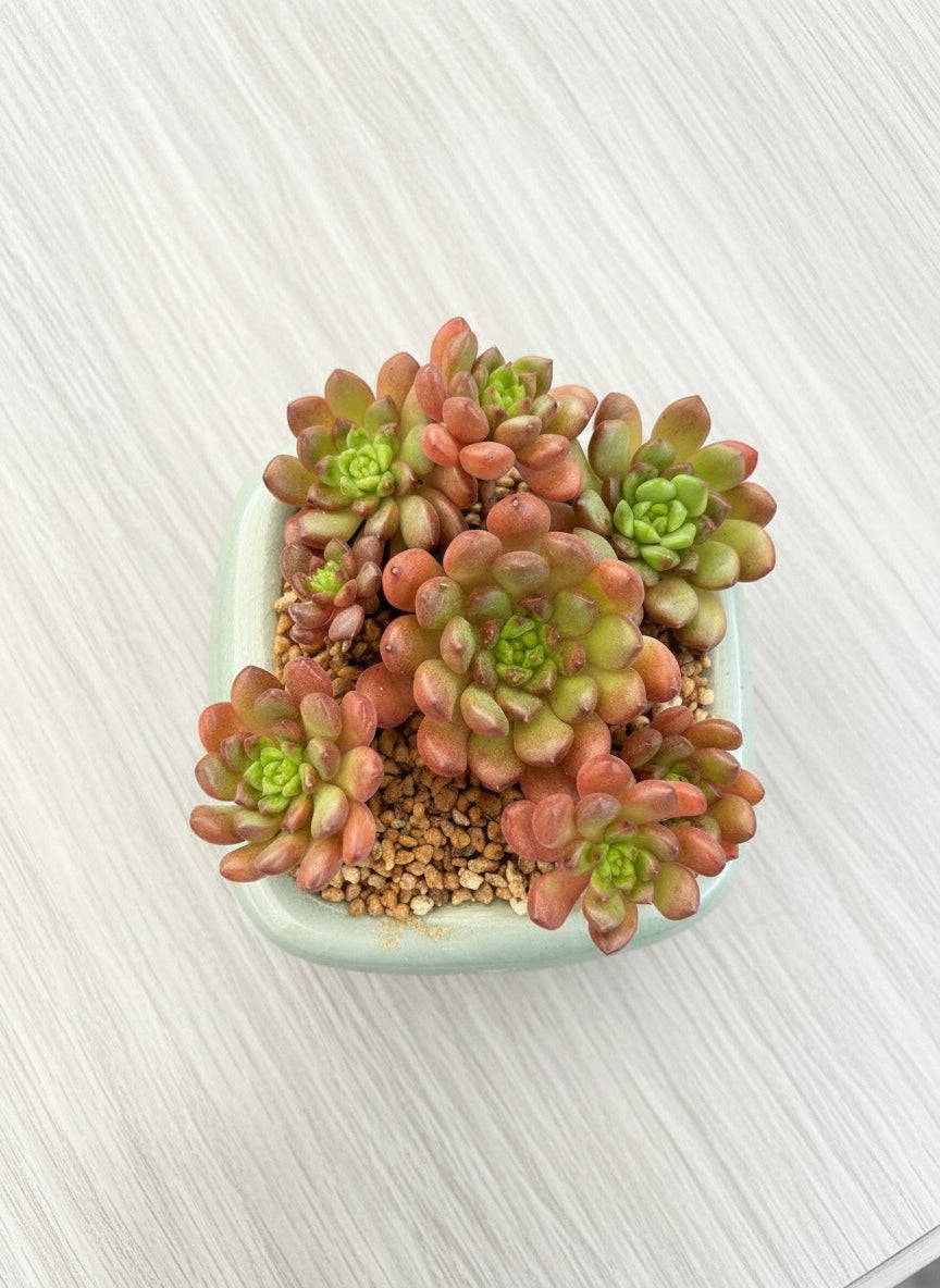 Succulent Zen Square Pastel Blue Planter – Sedeveria ‘Pink Ruby’ - SlowBloomGreens