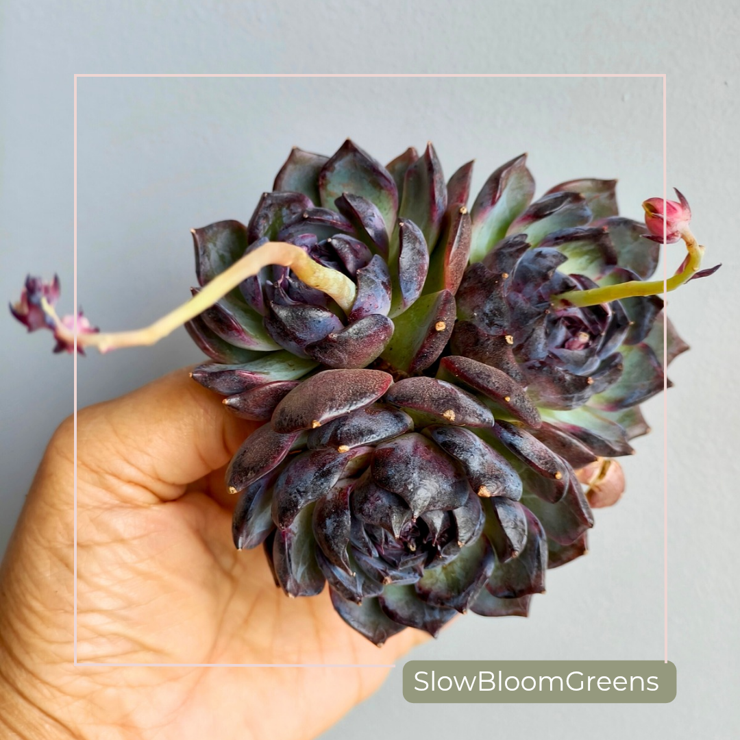 Echeveria ‘Black Prince’ – Bare Root Succulent - SlowBloomGreens