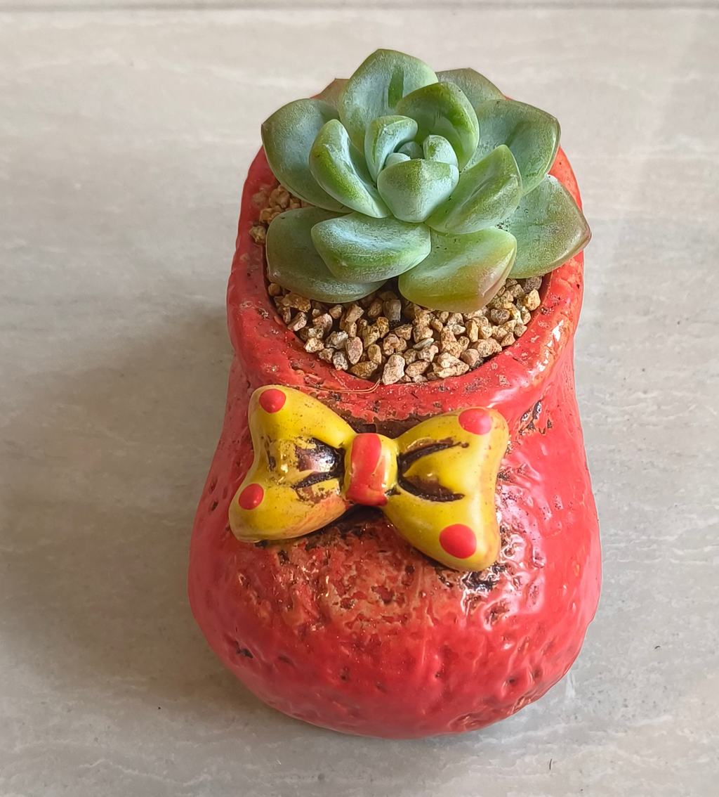 Succulent Mary Jane Charm Red Planter – Echeveria Ice Green - SlowBloomGreens